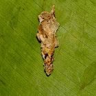 Bagworm Moth