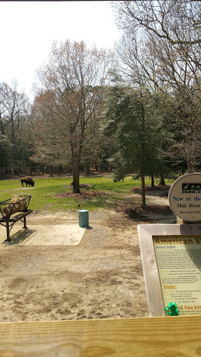 American Bison