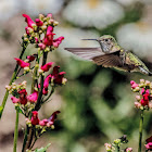 Broad Tailed Hummingbird