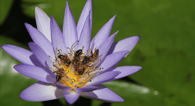 Bees attracted to a flower