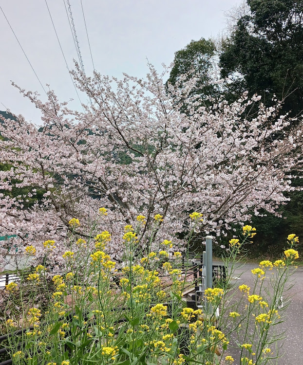 の投稿画像6枚目