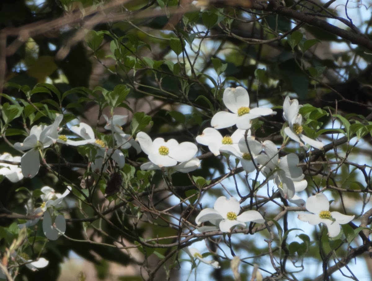 Flowering Dogwood