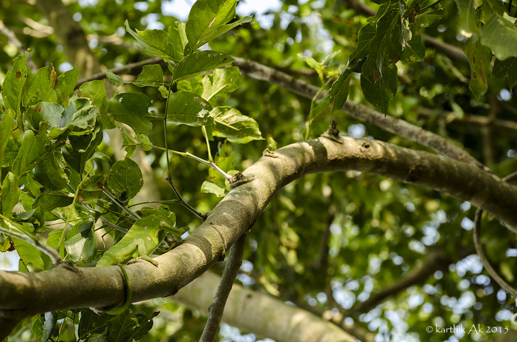 Indian Chameleon