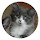 Cute Kitten HD Wallpapers Pet Series Topics