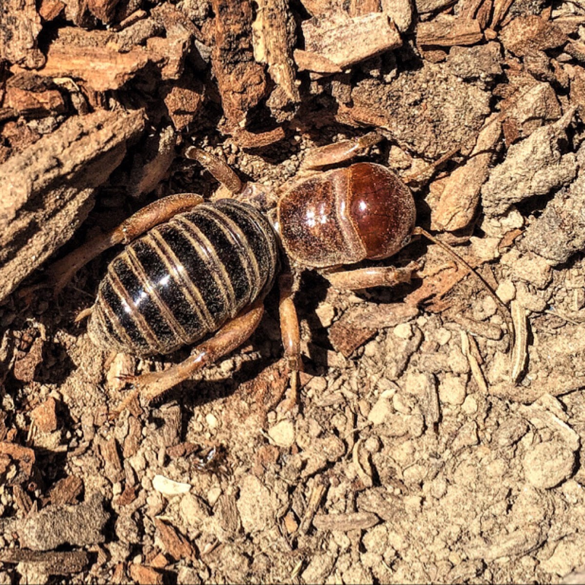 Potato Bug or Jerusalem Cricket