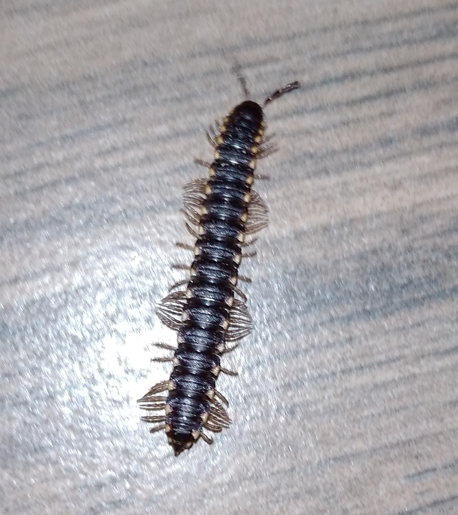 Long-flange millipede