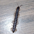 Long-flange millipede