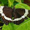 White Admiral Butterfly