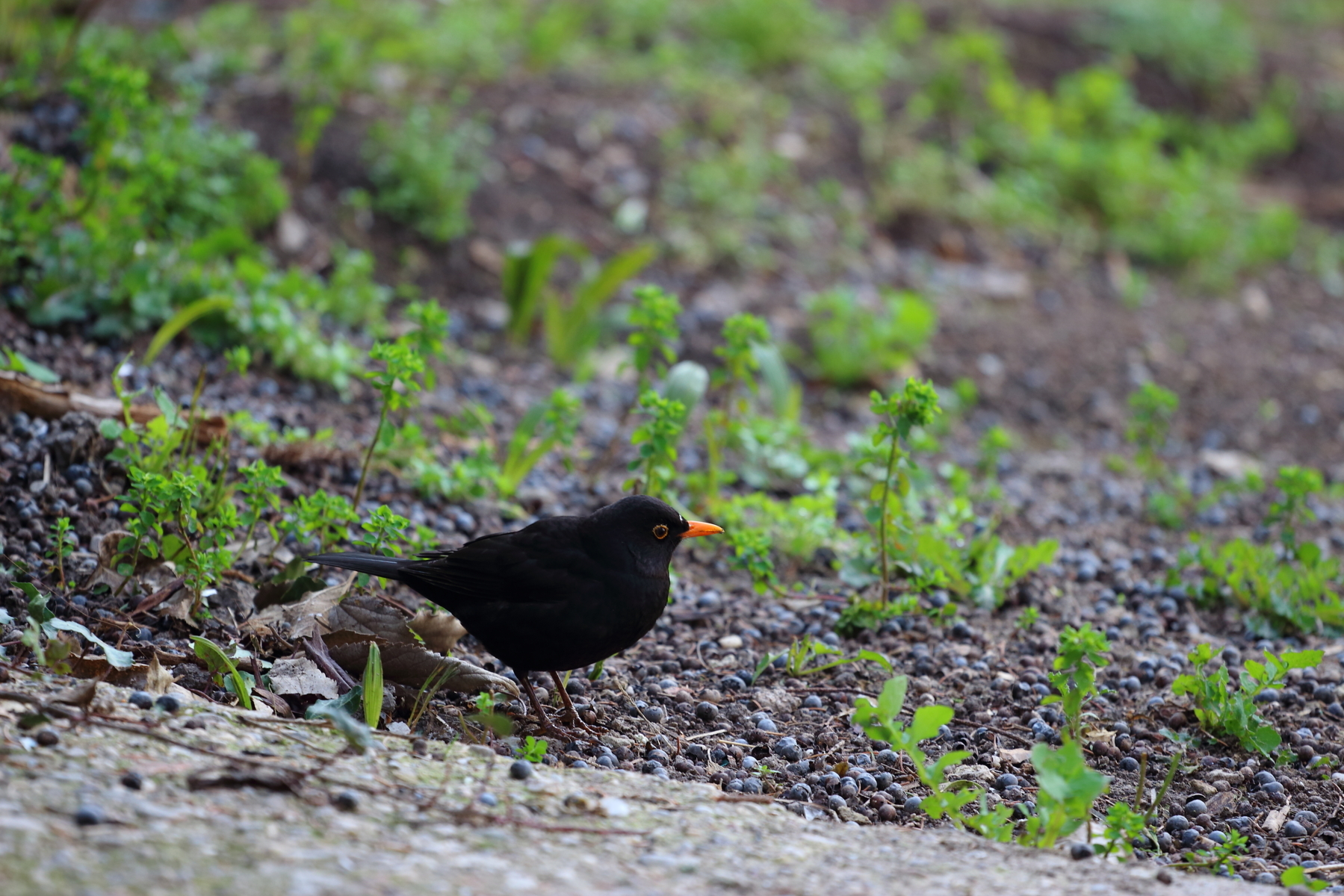 Nero in Giardino di Mado88