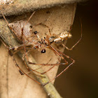 Long-jawed orb weavers