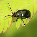 Flea Beetle