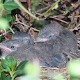 North American Baby Birds