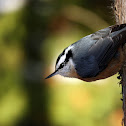 Red-breasted Nuthatch