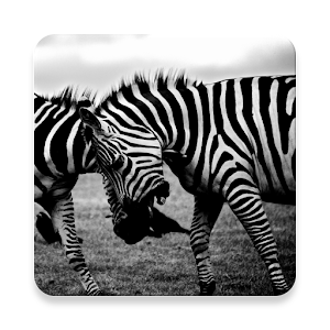 B&W Filter Black&White Filter logo