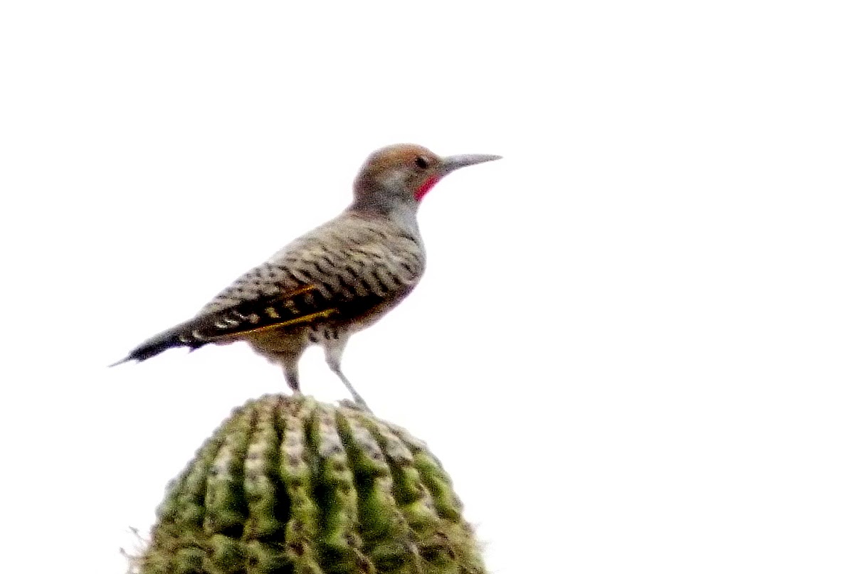 Gilded flicker