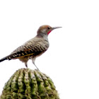 Gilded flicker