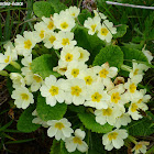 English primrose