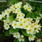 English primrose