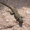 Plateau Lizard