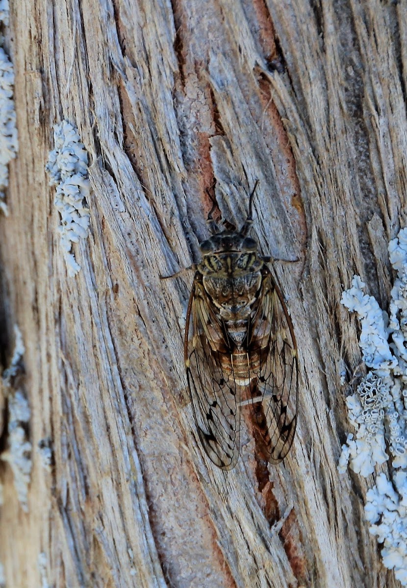 Cicada