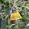 Gray Squirrel