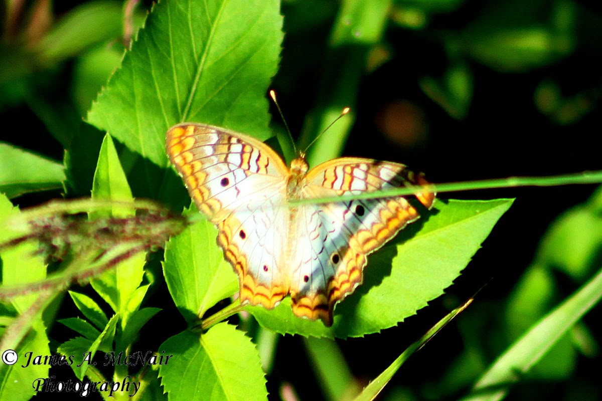 White Peacock Butterfly