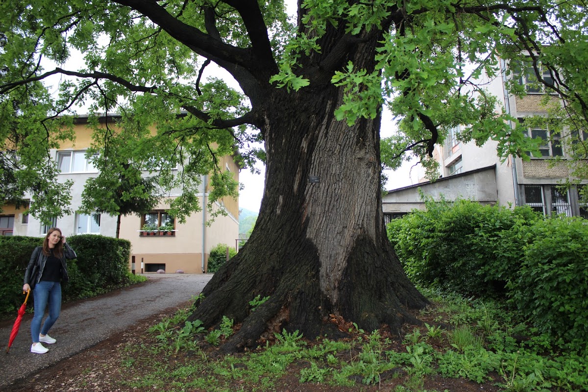 Common oak