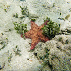 Starfish