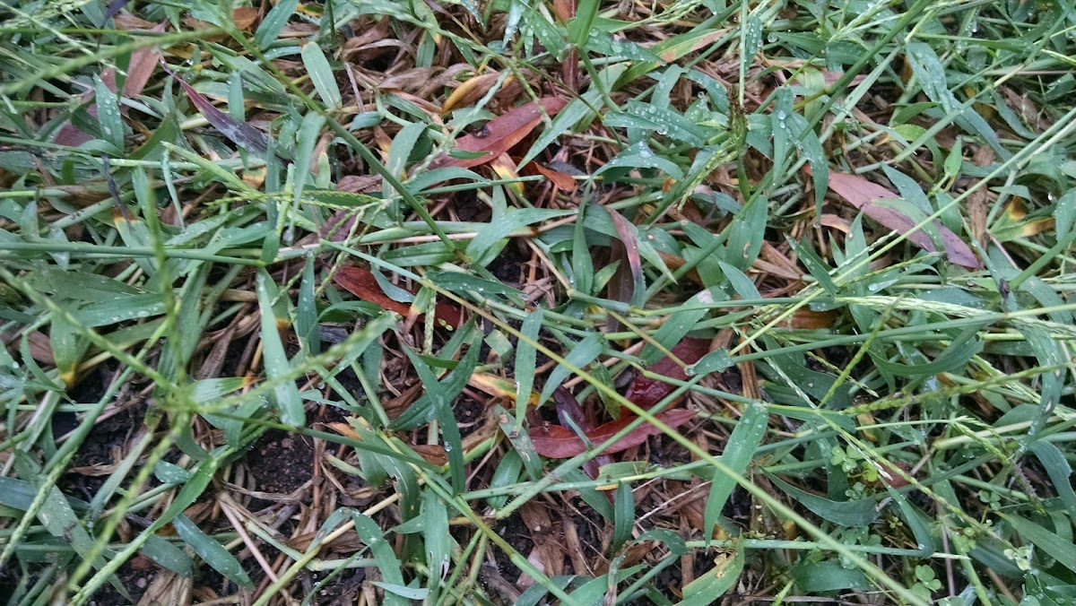 Crabgrass