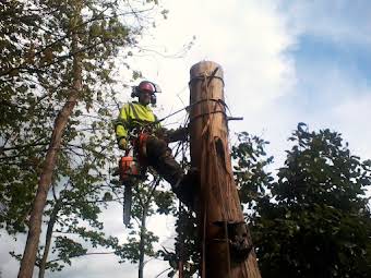 Tree Felling album cover