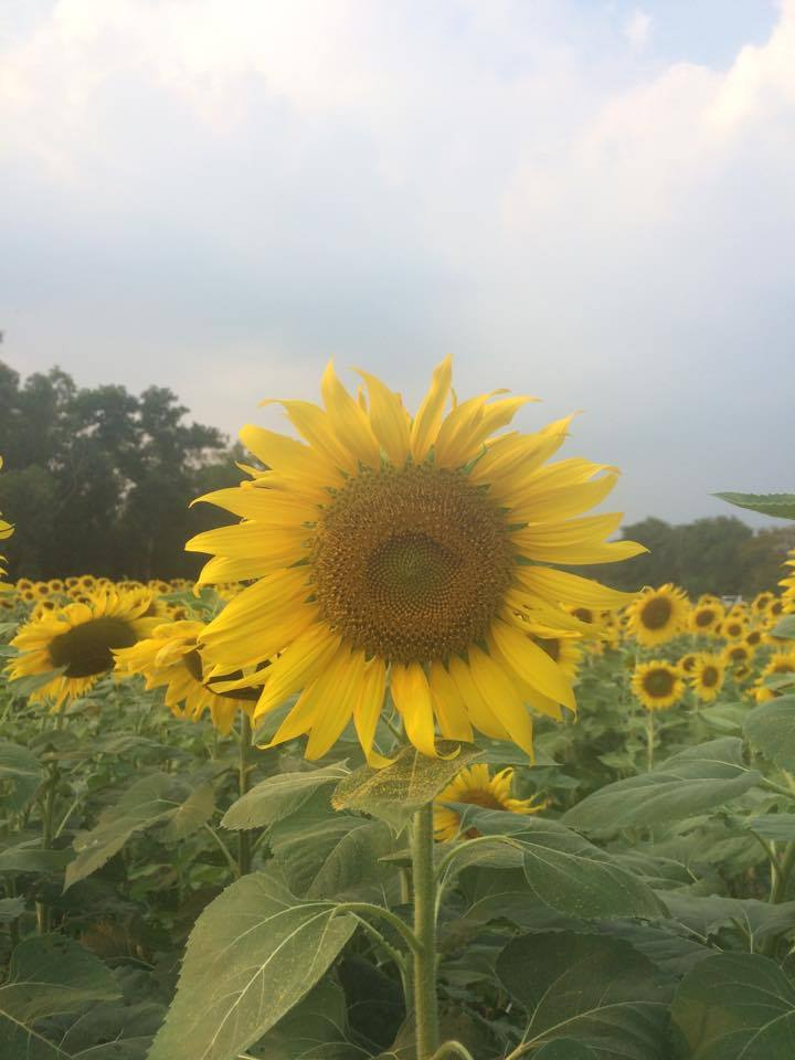 Sunflower