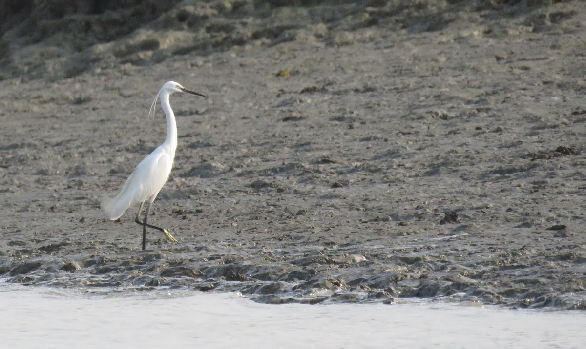 Little Egret