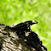 Texas Spiny lizard