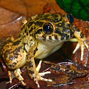 Broad-Headed Frog