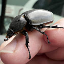 Rhinoceros Beetle (female)