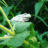 Gray tree frog