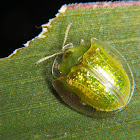 Neon green tortoise beetle