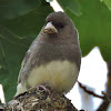 Dark-eyed junco