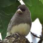 Dark-eyed junco