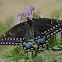 Black Swallowtail