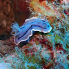 Willan's Chromodoris