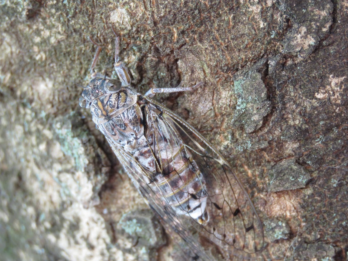 Common Cicada