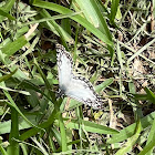 Tropical Checkered Skipper