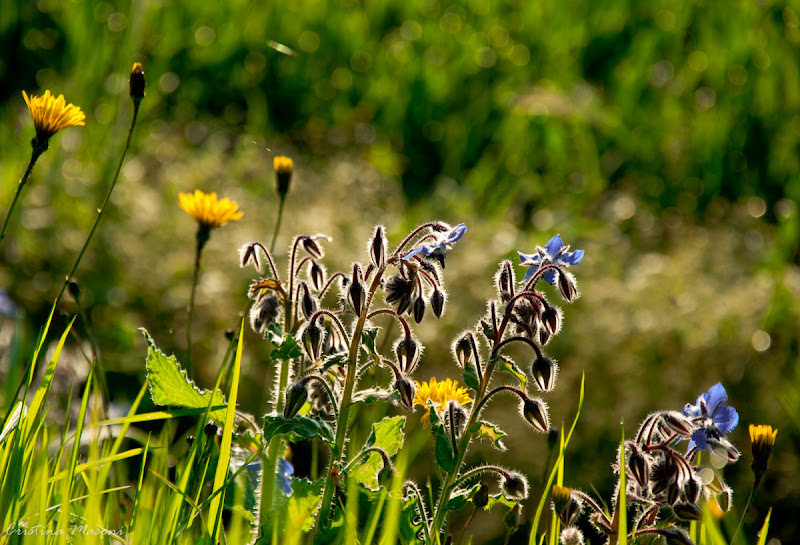 Campestre di  cristina masoni