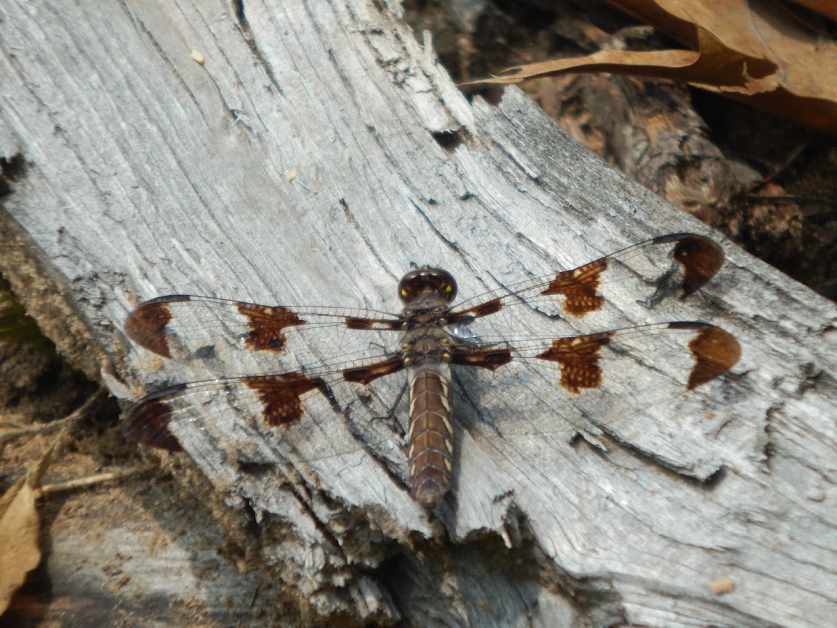 Common Whitetail (Female)