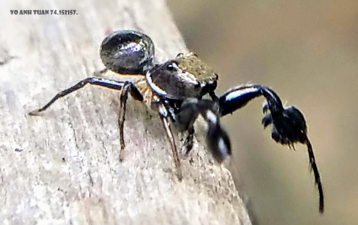 Hairy-armed Jumper