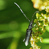 Capricorn Beetle