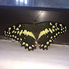 Citrus Swallowtail