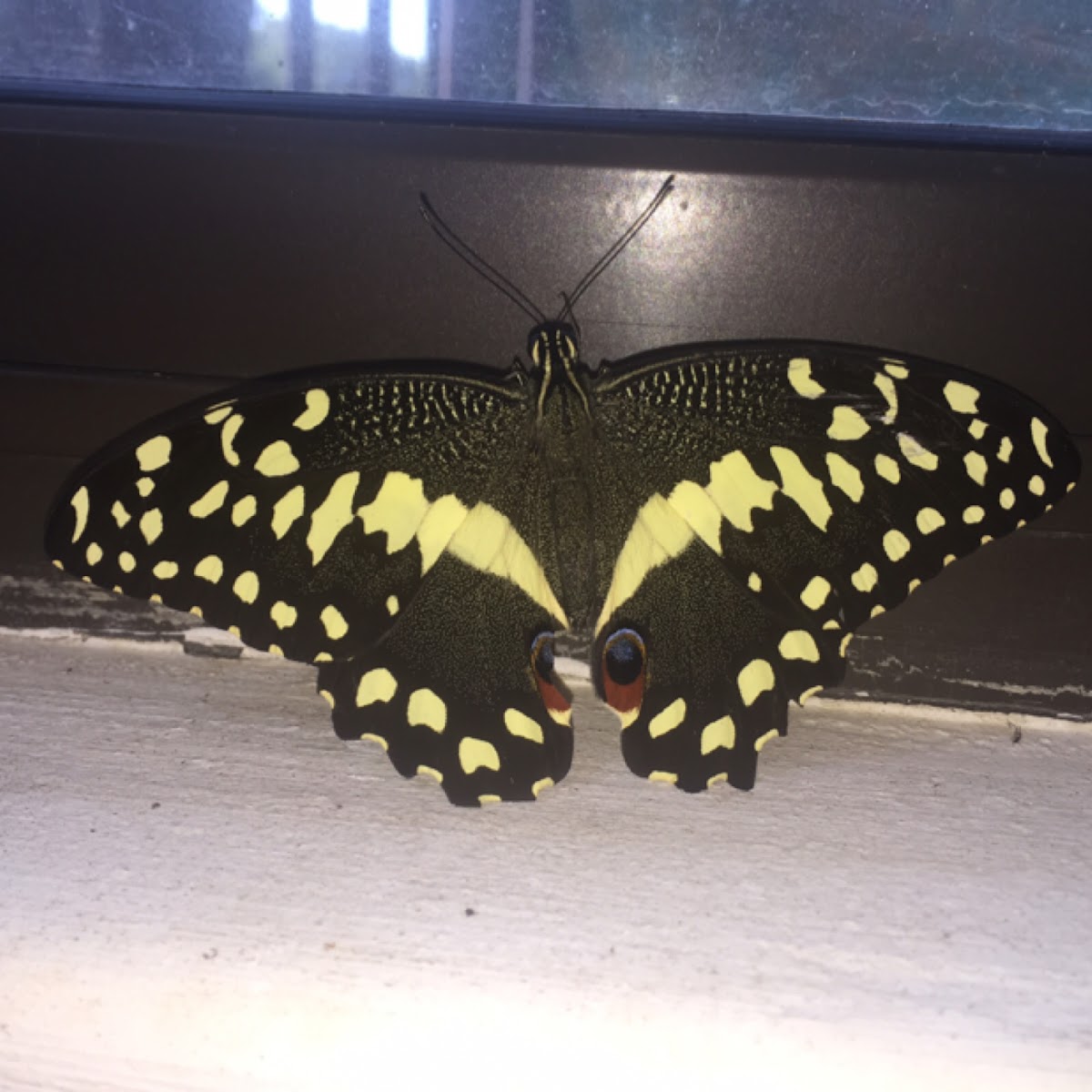 Citrus Swallowtail