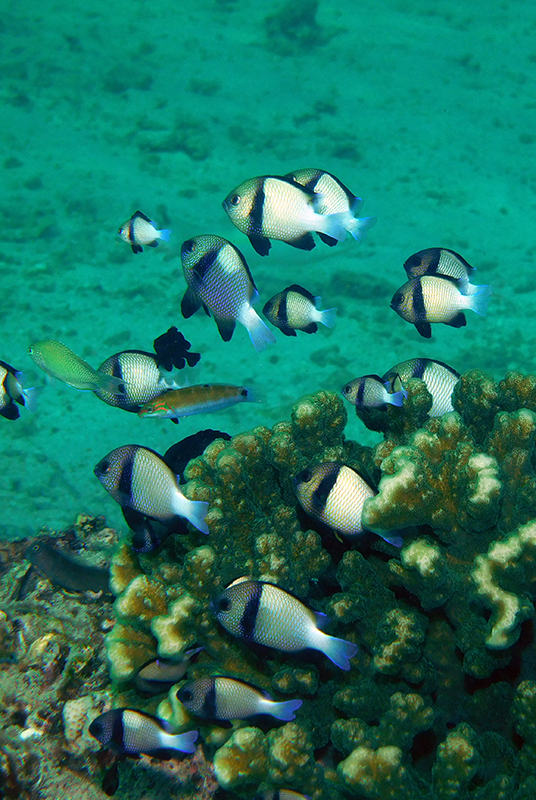 Two-stripe damselfish